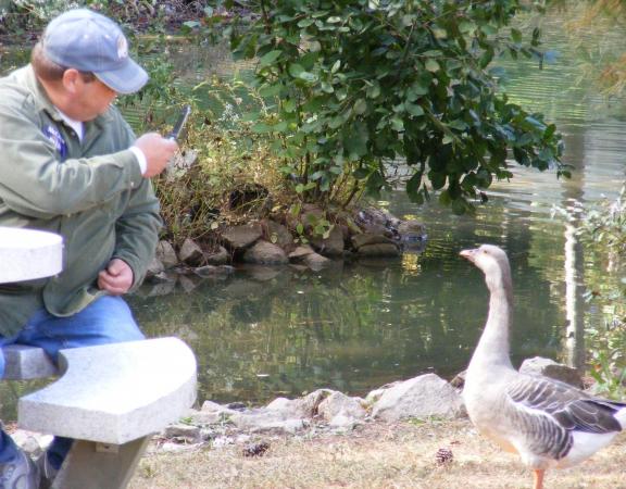 Man and Goose