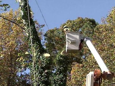 Tree removal upsets Raleigh neighborhood