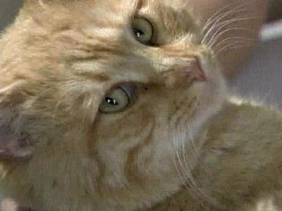 Cat reunited with family for the holidays