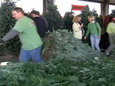 Growers hope budget-cutters won't cut Christmas trees