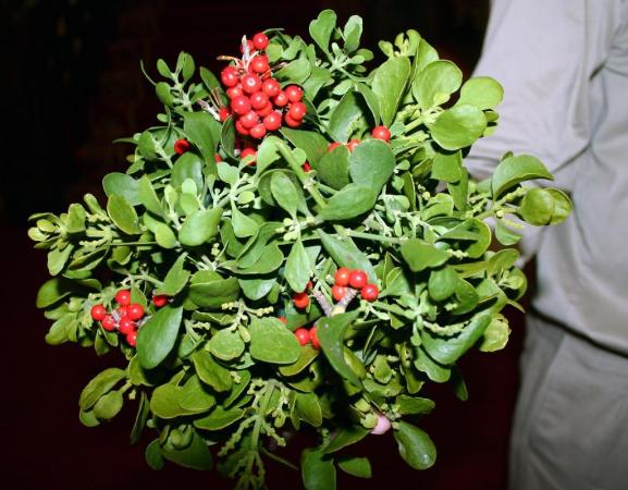 How Did Mistletoe Get Into the Treetops?