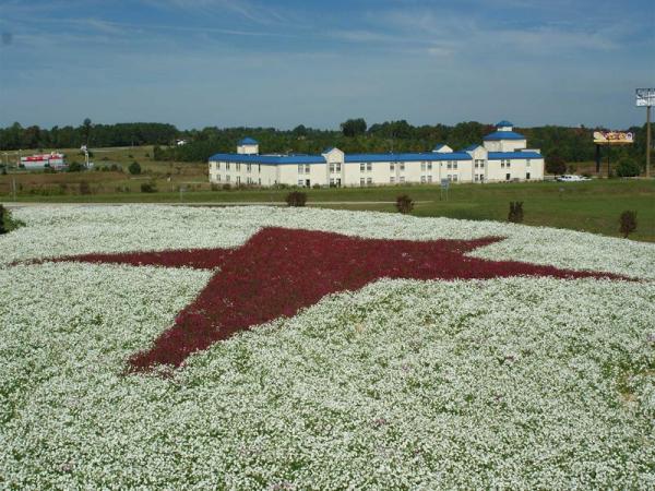 A red star on a field of white earned Best Overall in the N.C. Department of Transportation 2008 Wildflower Awards