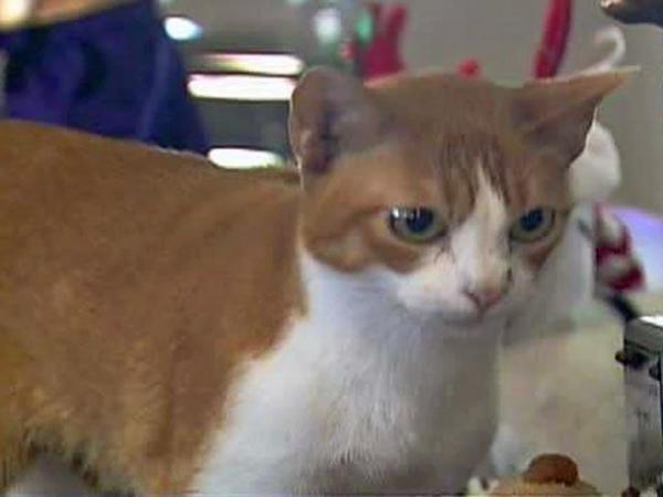 World's best pet cat shown in hometown of Raleigh