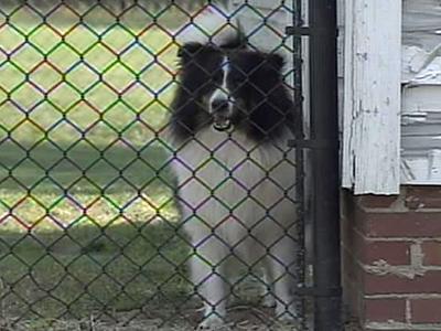 State Appeals Court to hear animal ordinance case