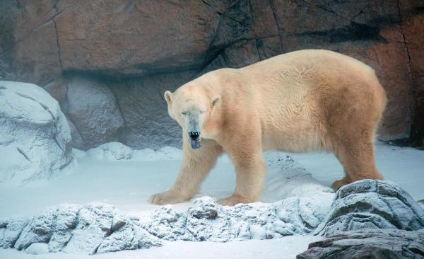 Zoo blankets bear in snow