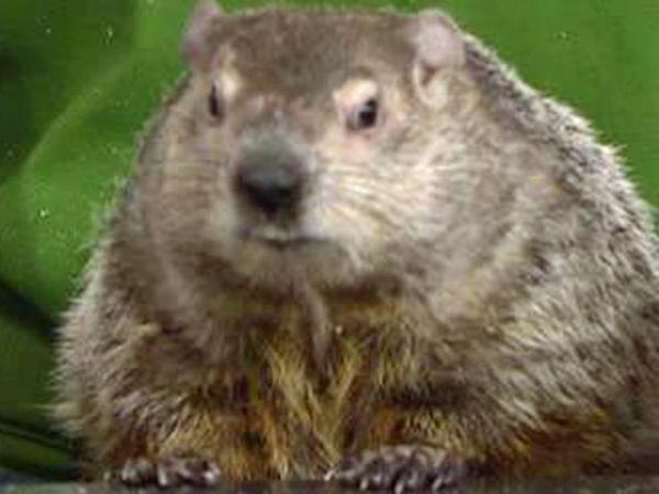 Celebrate Groundhog Day at these three local events