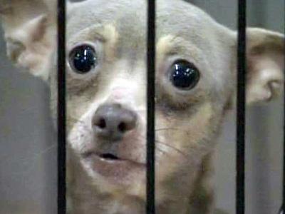 2/12/09: Activists pushing for state puppy mill law