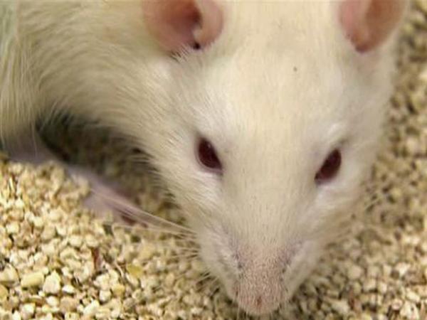 Wild rats tools of Duke researchers