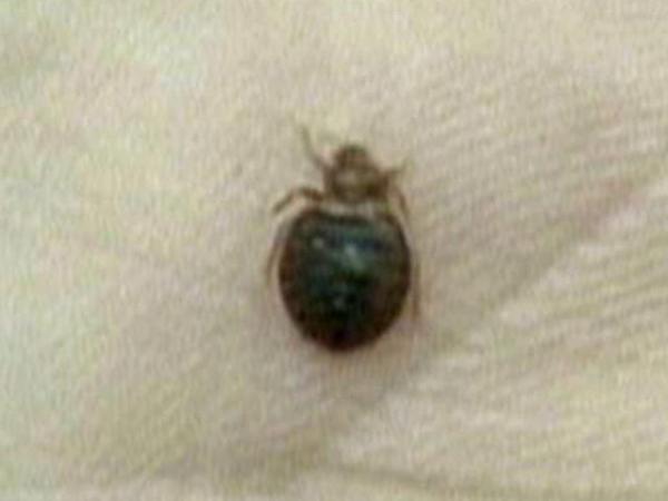 Bedbugs can become household headache