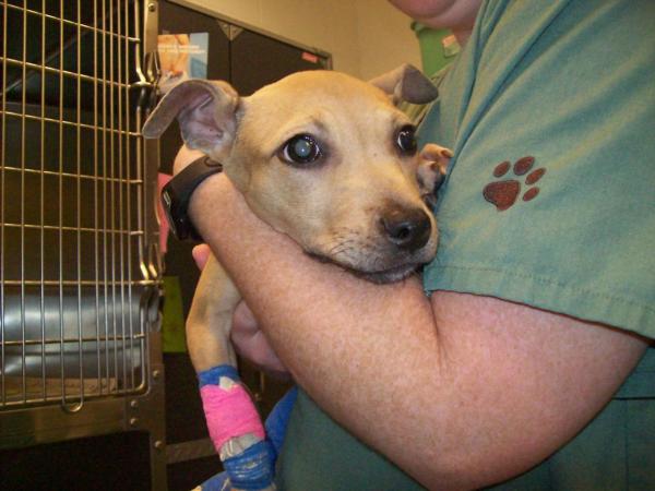Puppy needs leg amputated, loving home after surgery