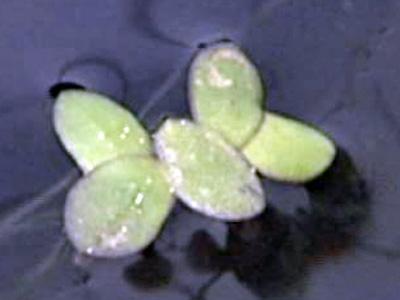 Pond plant could have dual benefits