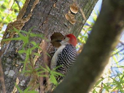 Red-bellied woodpecker is fascinating to watch