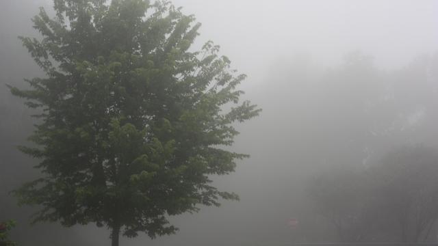 Bill Leslie's fog pictures