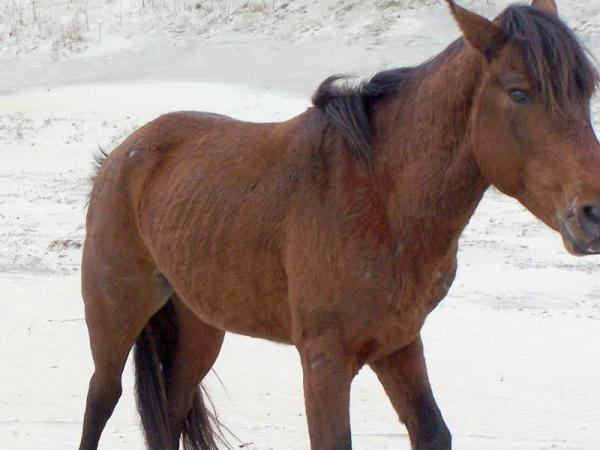 T-Rex, wild horse killed on Outer Banks