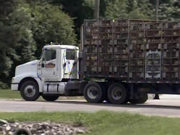 Chicken plant back in operation after fatality