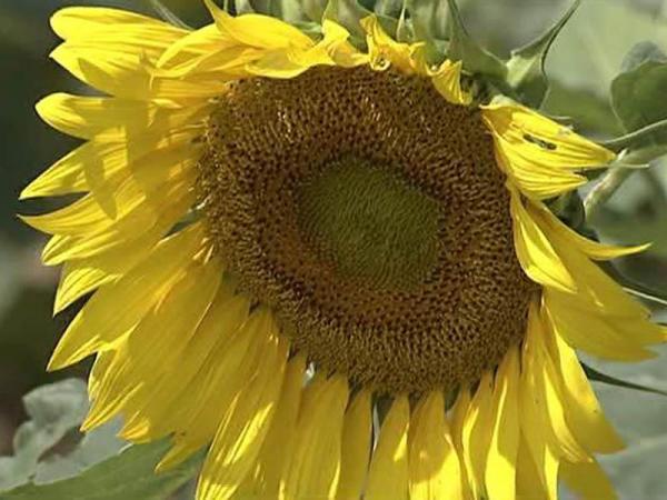 Sunflowers could produce biofuel for Raleigh