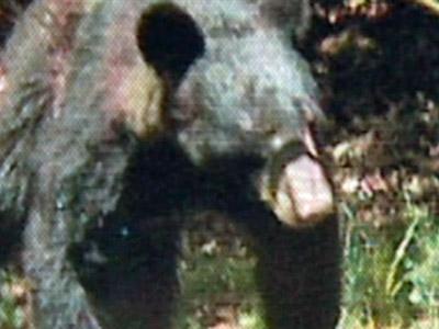 Durham residents recall bear sightings