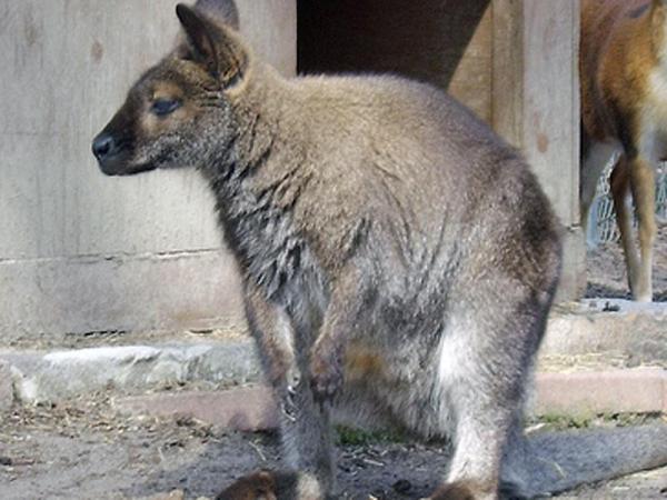 Missing wallaby spotted in Rolesville