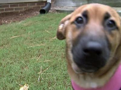 Couple adopts dog that nearly drowned