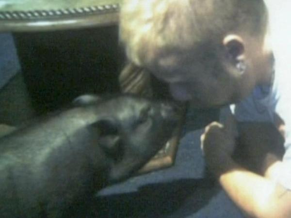 Family fights to keep pig as pet