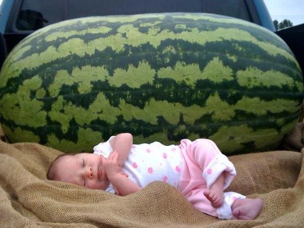 Watermelon Day at the Farmer's Market