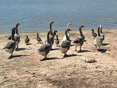 Birds likely behind frequent Lake Wheeler beach closures