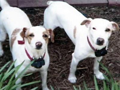 Dogs' deaths blamed on stray pit bulls