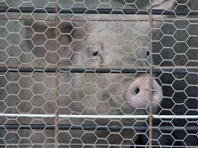 Hog farms face tough times