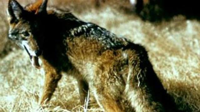 10/06/2009: All of N.C. seeing more coyotes