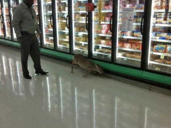 deer in grocery store