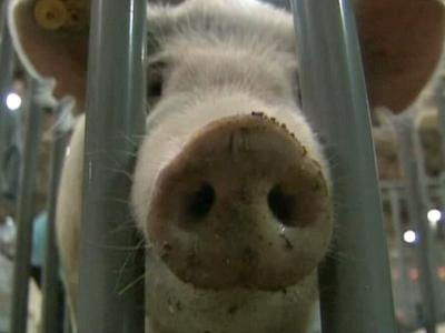 N.C. pork producers seeing flu's impact on business
