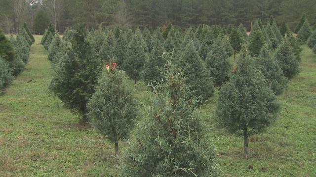 NC Christmas tree farms offer choose-and-cut packages