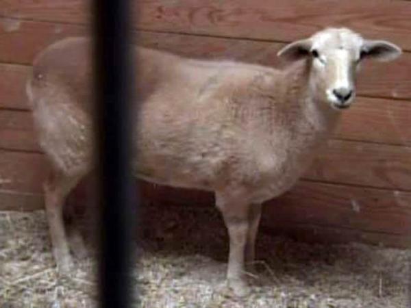One sheep survived dog attack