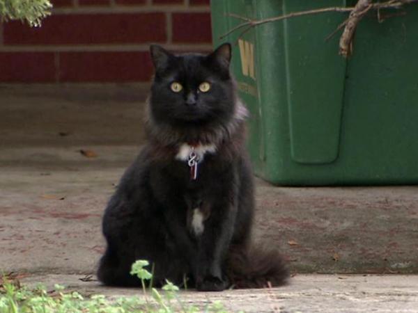 Cats to get banned from roaming Clayton