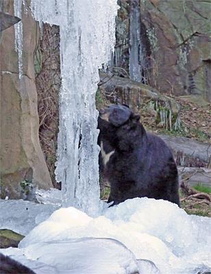 Museum of Life and Science mourns death of beloved black bear