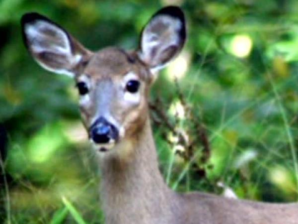 Chapel Hill Council to study urban deer hunt