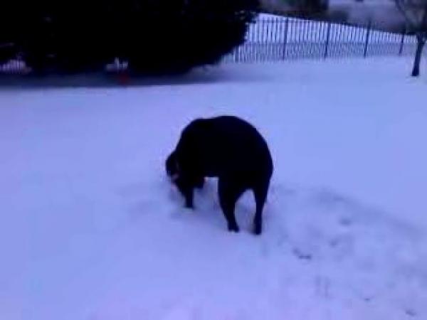 Your snow videos: Jan. 29-31,2010