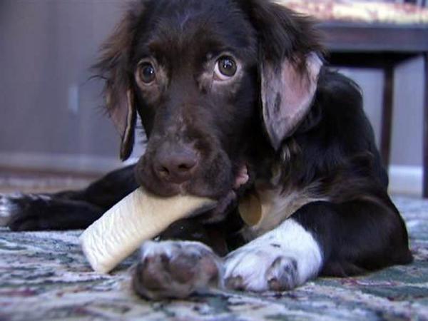 Economy forces many families to abandon pets