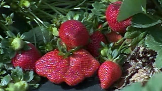 Check out our expanded strawberry, fresh produce database!