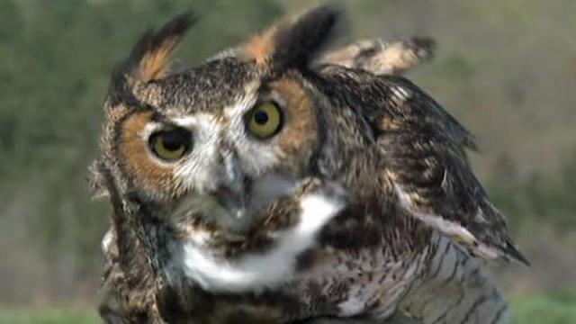 Great horned owl returns to sky