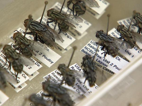 Forensic entomologists use flies to help solve crimes