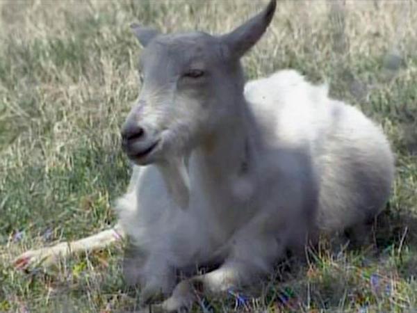 Goat herd not infected with rabies