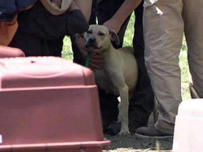 Mount Olive man arrested in dog-fighting raid