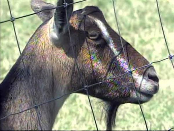 Goat herd remains under observation