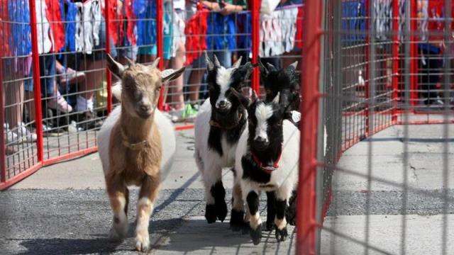 The goat races are a popular spectacle at the Hogway Raceway event at the annual Ham and Yam Festival in Smithfield, May 1-2, 2010.