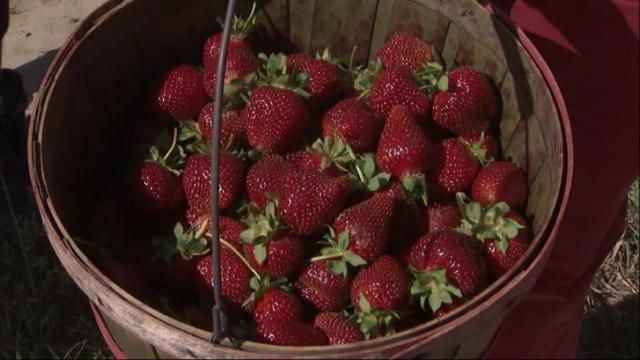 Time is ripe for strawberries at Jean's Berry Patch