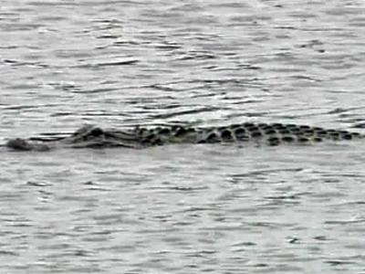 Alligator spotted in Hope Mills Lake