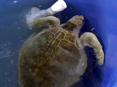 Raleigh vets help sea turtles in the Gulf