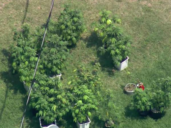  Deputies seize marijuana plants from Willow Spring home