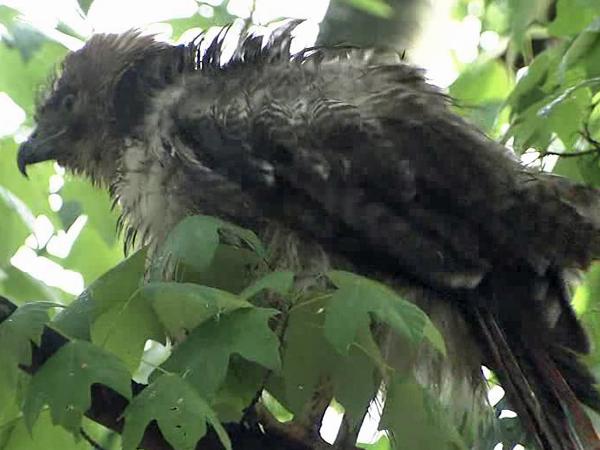 Concerns raised over red-tail hawk's health
